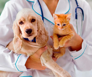Veterinary Clinic